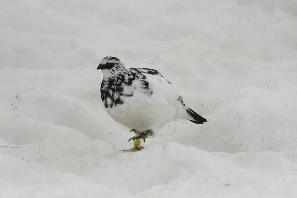 raicho walking