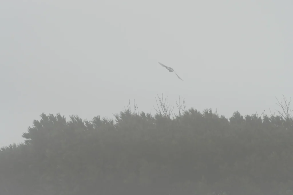 flying raicho