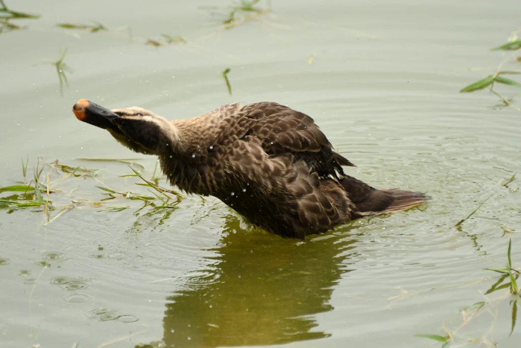 生き生きするカルガモ
