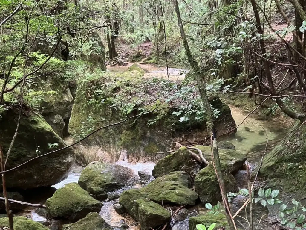 コケと細くなる川