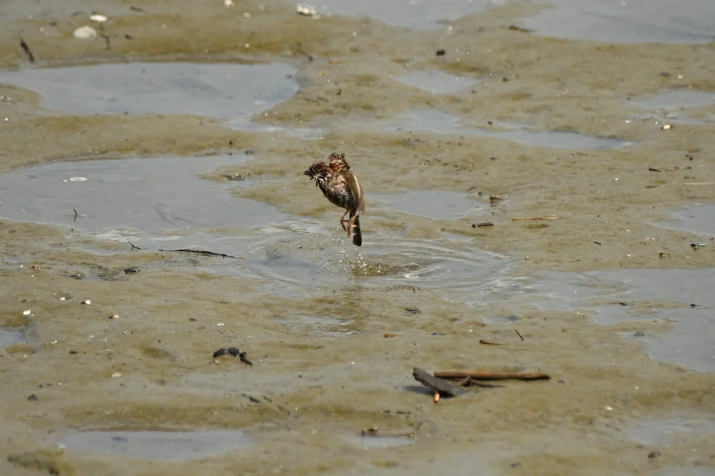 水浴び中に驚いて飛び立つスズメ