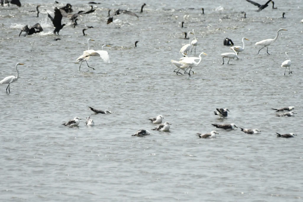 干潟に集まる野鳥