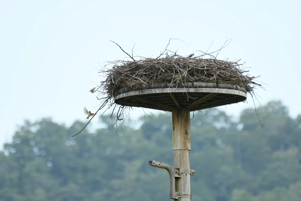 複数のスズメが飛び回る人工巣塔（真ん中にコウノトリの黒い羽根が残っている）