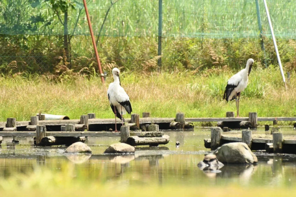 二羽のコウノトリ