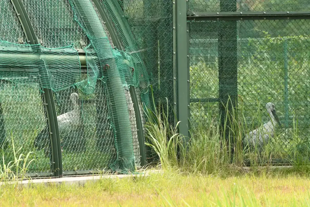 近くの池にいる野生のコウノトリを気にするケージのコウノトリたち