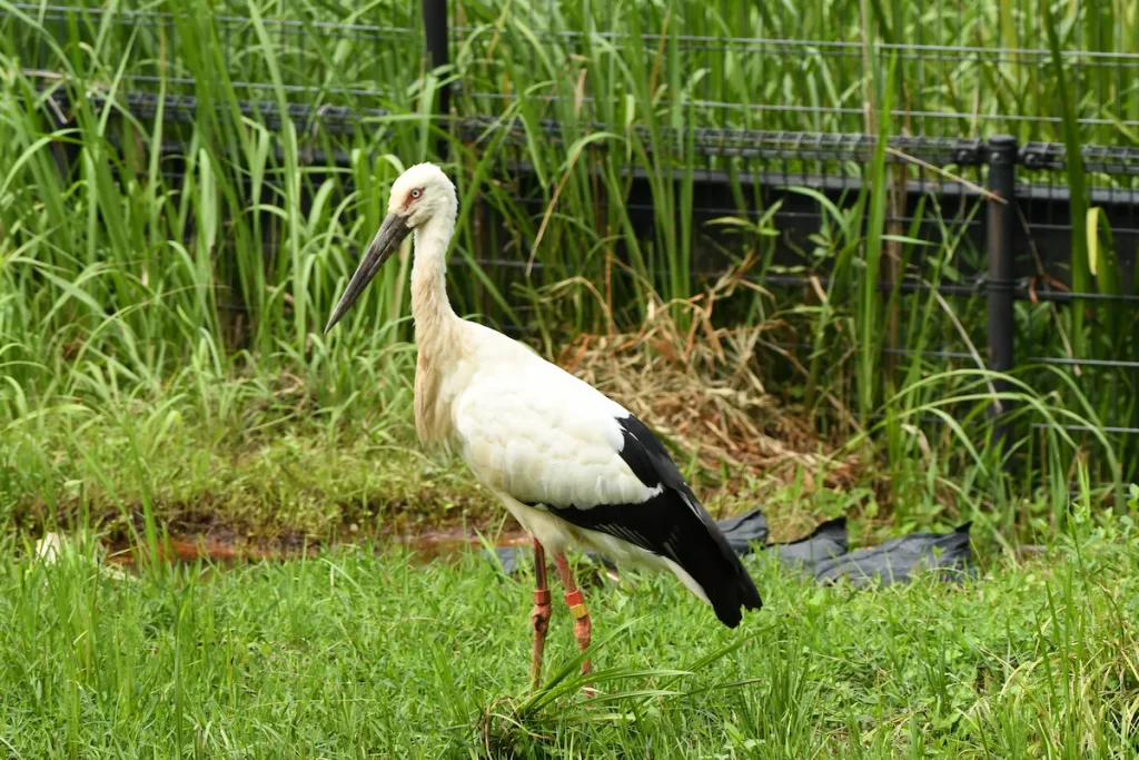 観察広場のコウノトリ（周囲は柵に覆われている）