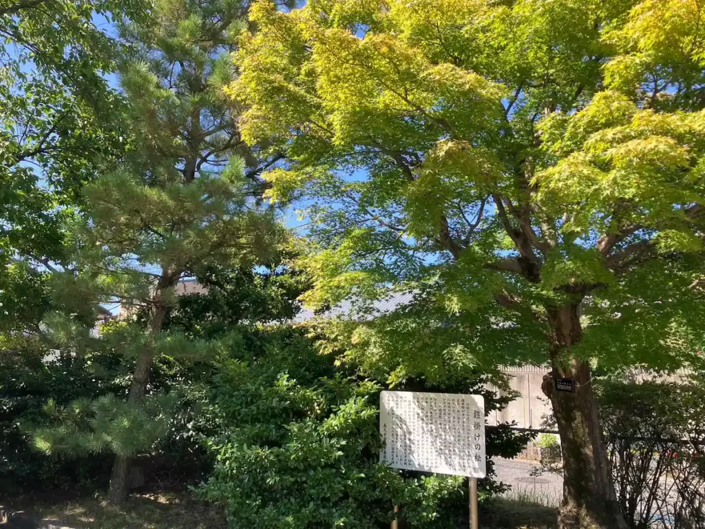 鎧掛けの松（五代目、写真左）
