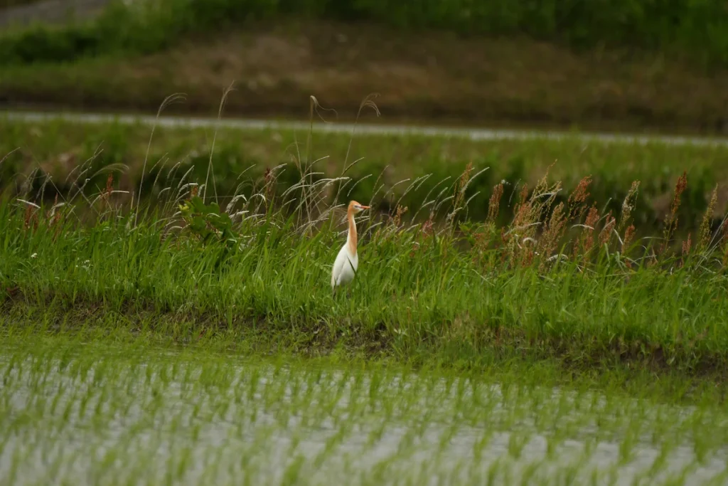 田植えが終わった時期のアマサギ