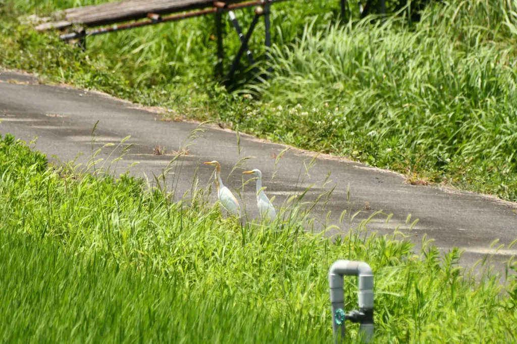 田んぼを眺めるアマサギ