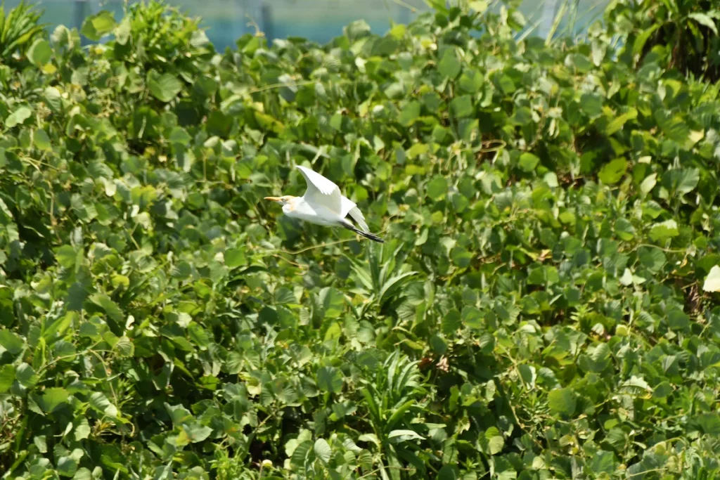 空を飛ぶアマサギ