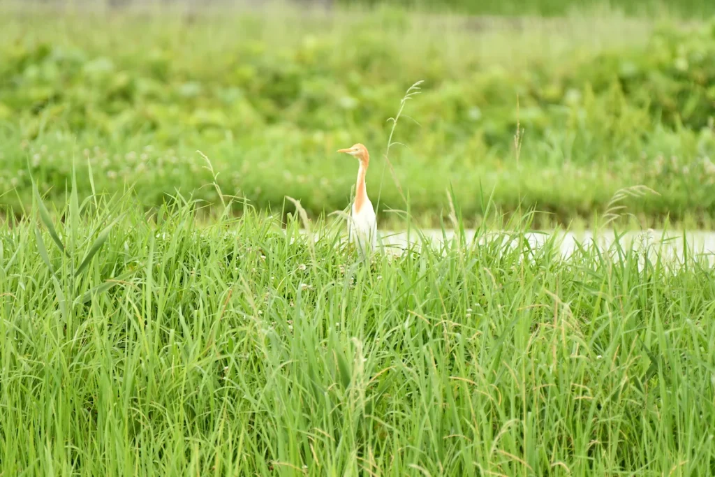 遠くを見渡すアマサギ