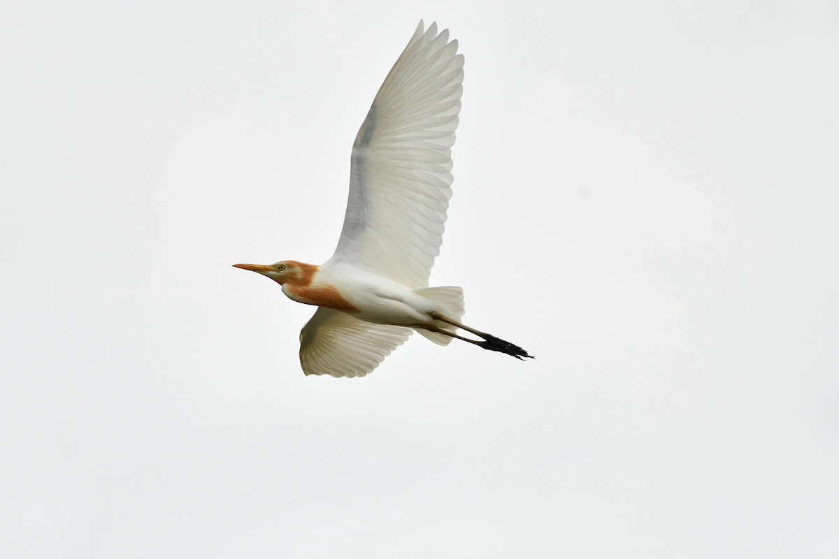 空飛ぶアマサギ