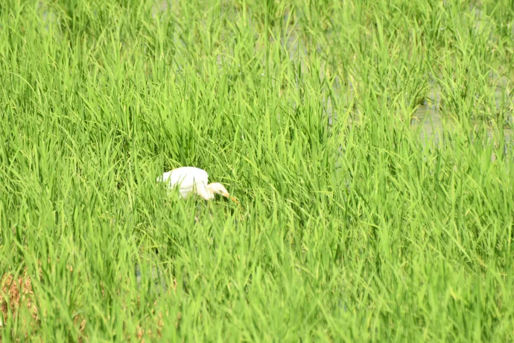 稲が伸び、背丈が隠れるようになってきたアマサギ